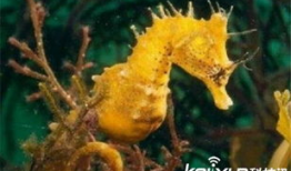 人与动物做爱视频